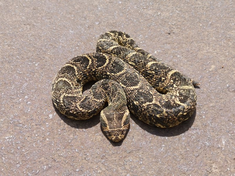 Snake rescue puff adder