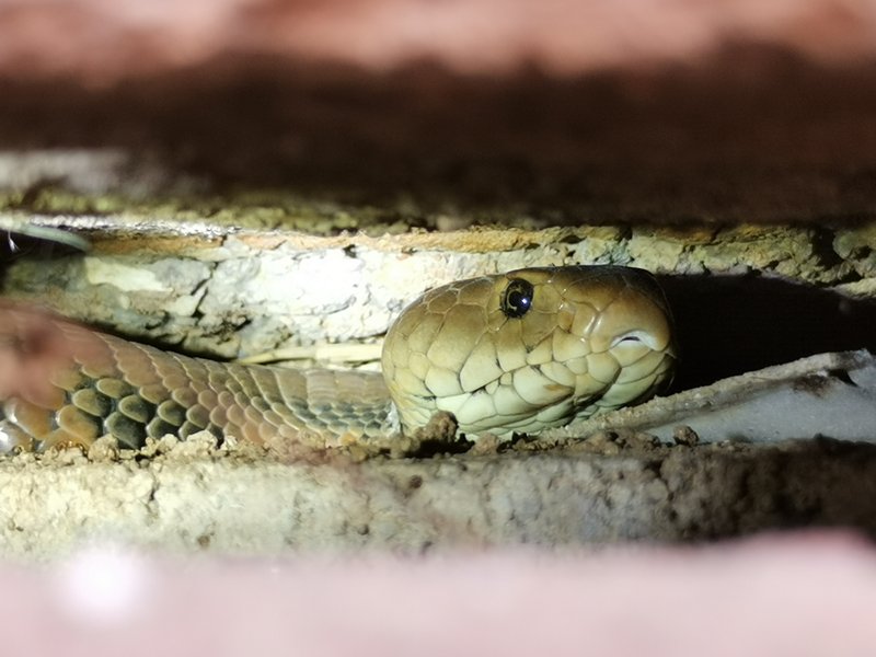 Snake Rescue's Mozambique Spitting Cobra