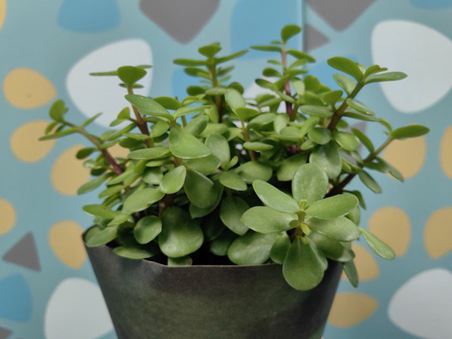 Win R25,000 with Hi-Lo on The Drive with Rob and Roz