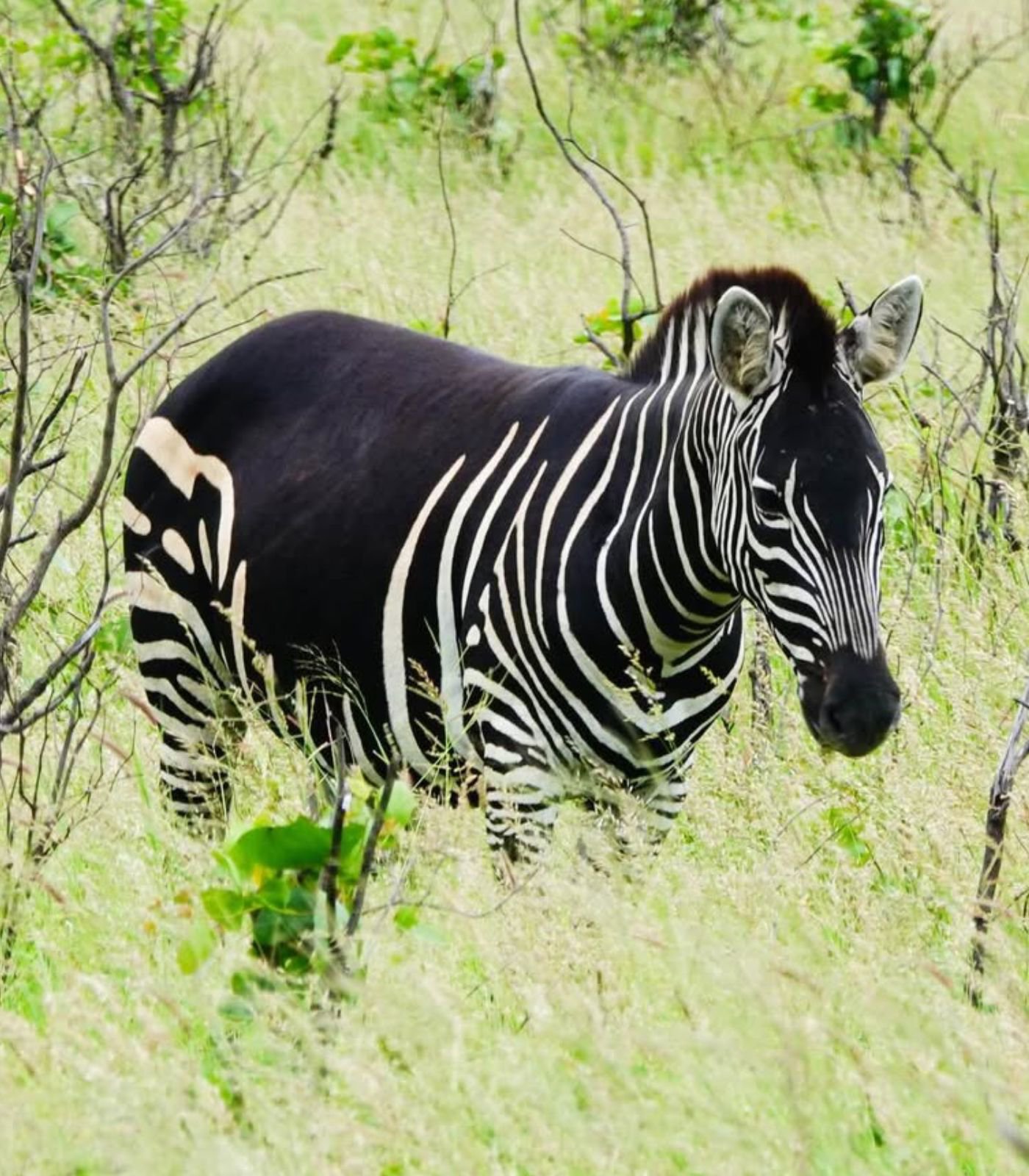 Zeber Wait… is a Zebra actually black with white stripes?