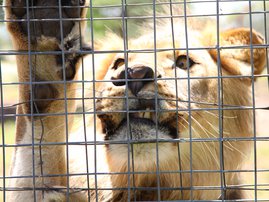 cub-petting