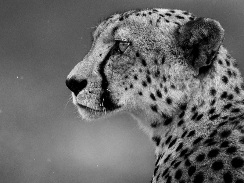 Cheetah