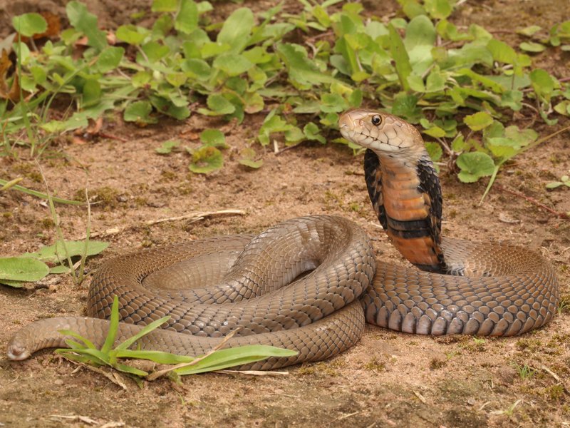 Spitting cobra