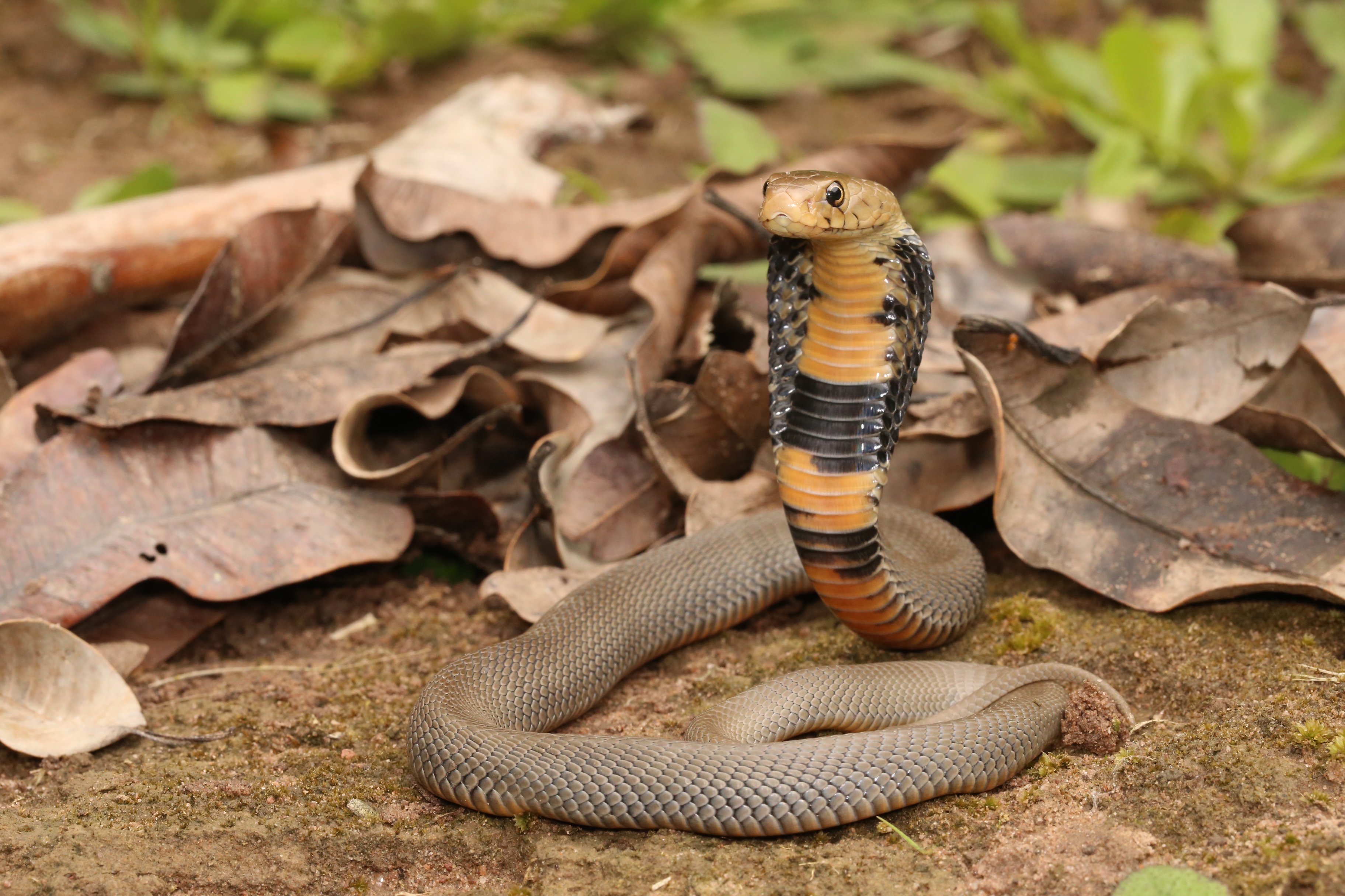 Spitting cobra