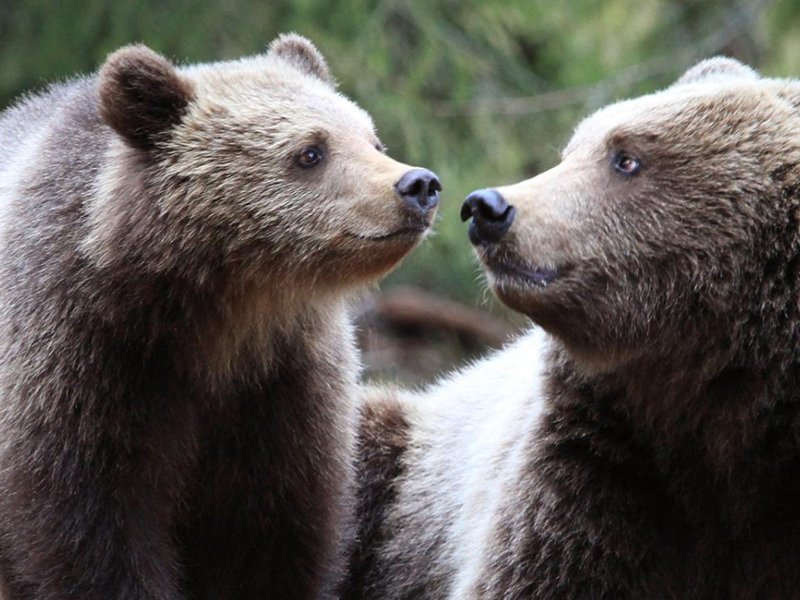Bear