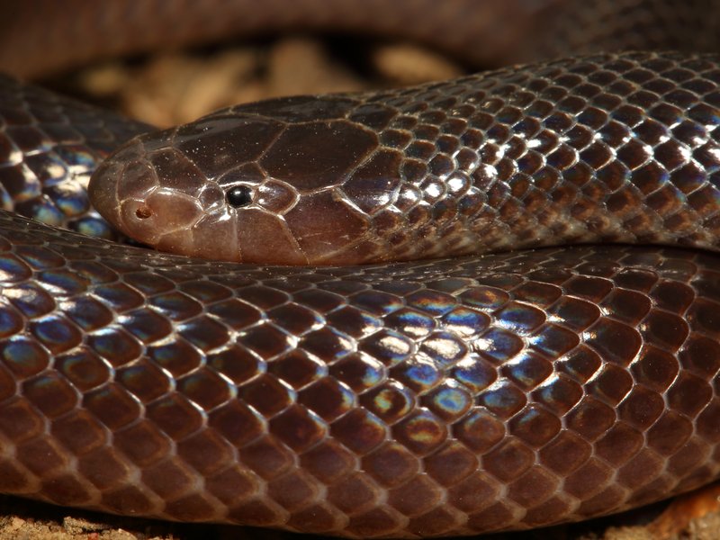 Stiletto snake