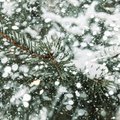 Snow