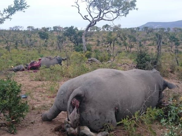 image rhino