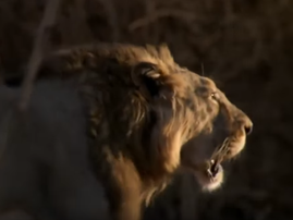 India Asiatic Lion