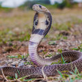 Indian spectacled cobra showing spectacle marks in grassy area