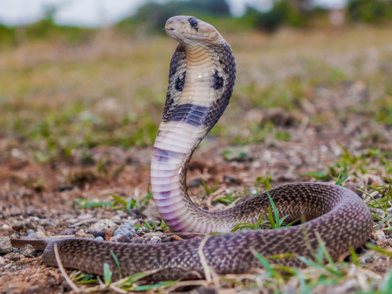 Indian spectacled cobra showing spectacle marks in grassy area