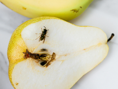 Sit Fly What does a fly do when they sit on your food?