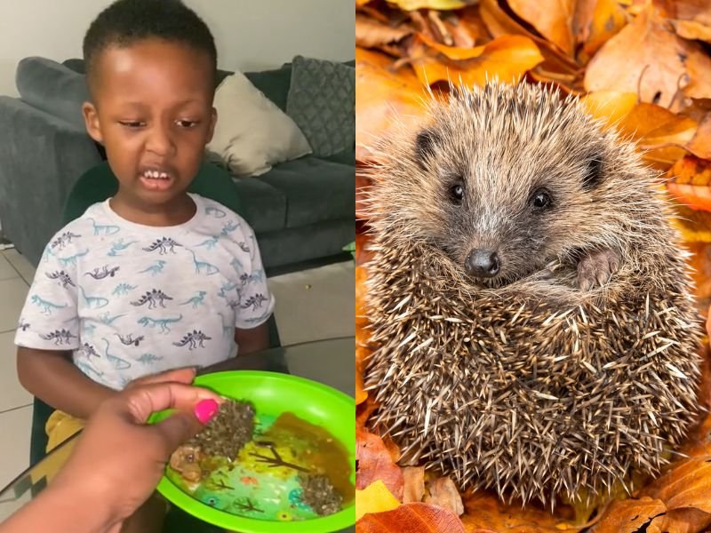 Screenshot of boy and hedgehog collage