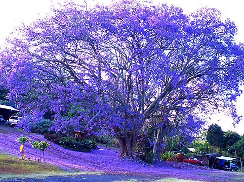 Jacaranda-Tree.jpg