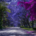 Jacaranda Trees in bloom