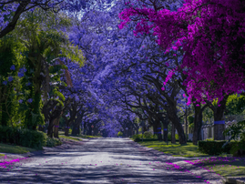 Jacaranda Trees in bloom