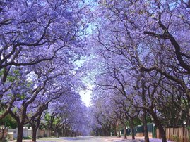 Jacarandas-15.jpg