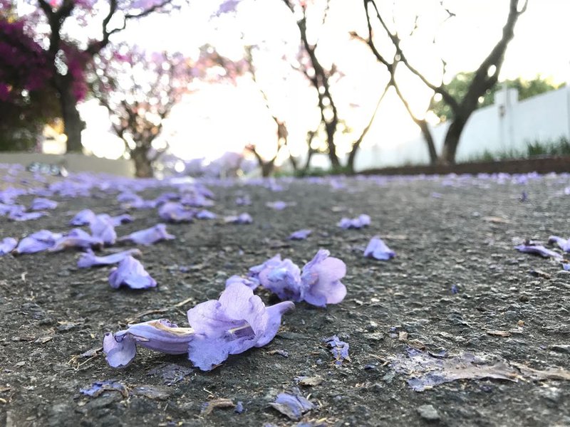 jacarandas