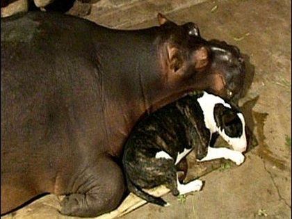 Jessica-Hippo.jpg