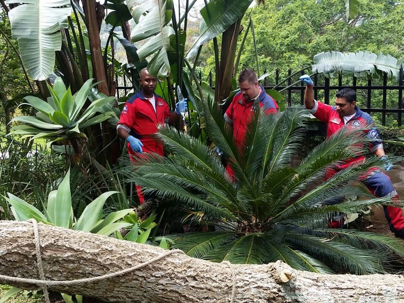 Falling tree injures man in Kloof