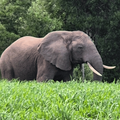 KYSNA ELEPHANT OUPOOT