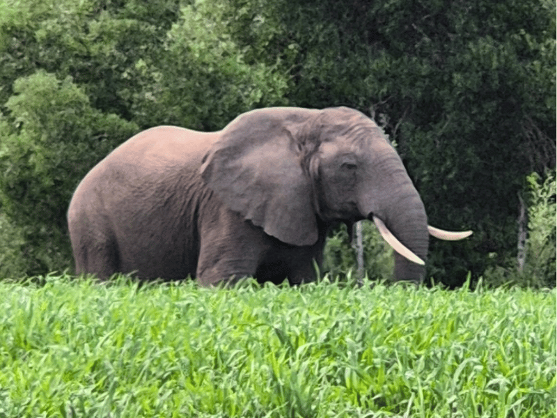 KYSNA ELEPHANT OUPOOT
