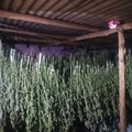 KZN dagga farm