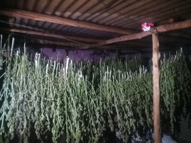 KZN dagga farm