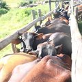 KZN vaccinates 54,000 cattle as foot-and-mouth disease fight intensifies