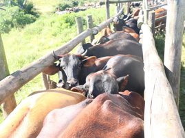 KZN vaccinates 54,000 cattle as foot-and-mouth disease fight intensifies
