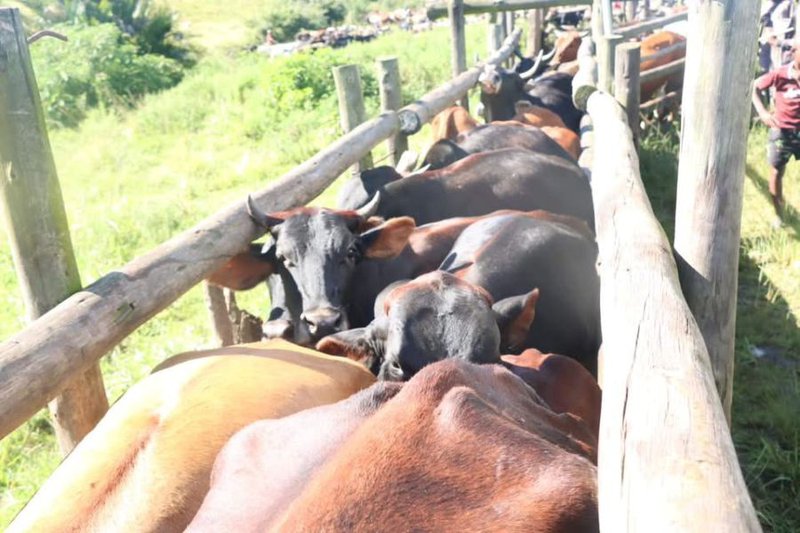 KZN vaccinates 54,000 cattle as foot-and-mouth disease fight intensifies