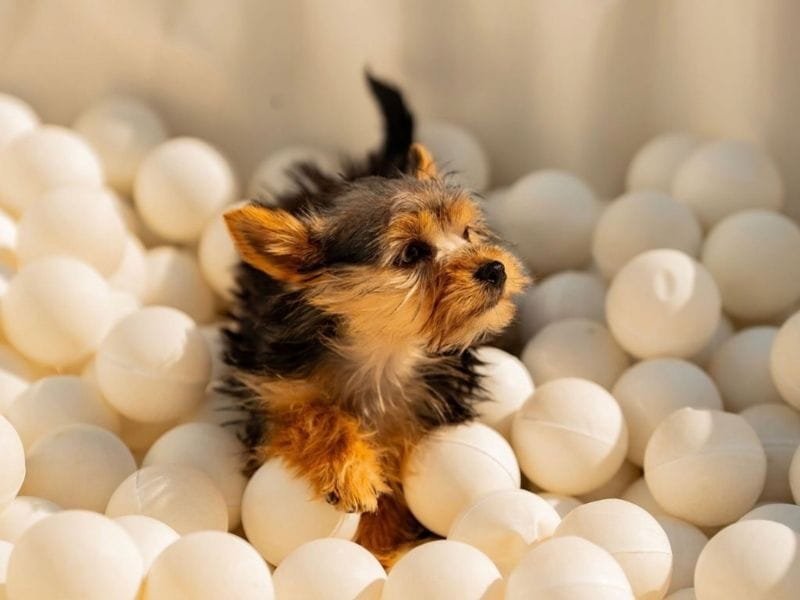 Kai dog playing at party
