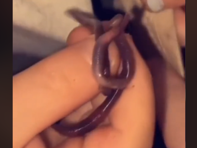 Kid's hand holding a garden worm