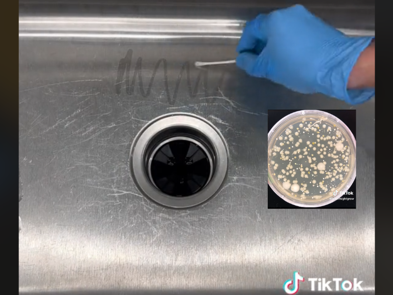 Kitchen sink with a bacteria ridden petri dish