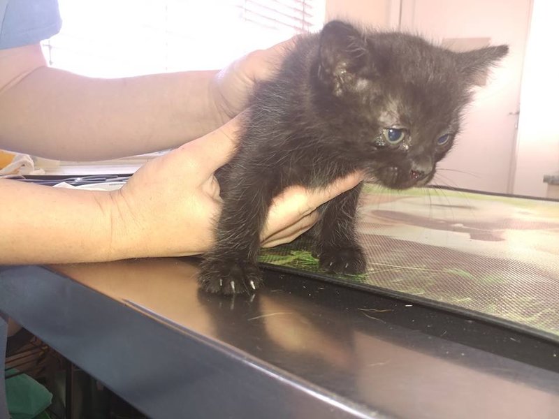 image kitten dumped on highway