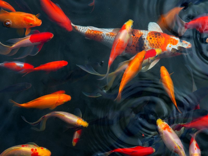 Koi Carps Fish Japanese swimming (Cyprinus carpio)