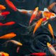 Koi Carps Fish Japanese swimming (Cyprinus carpio)