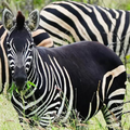 Zebra black and white Kruger