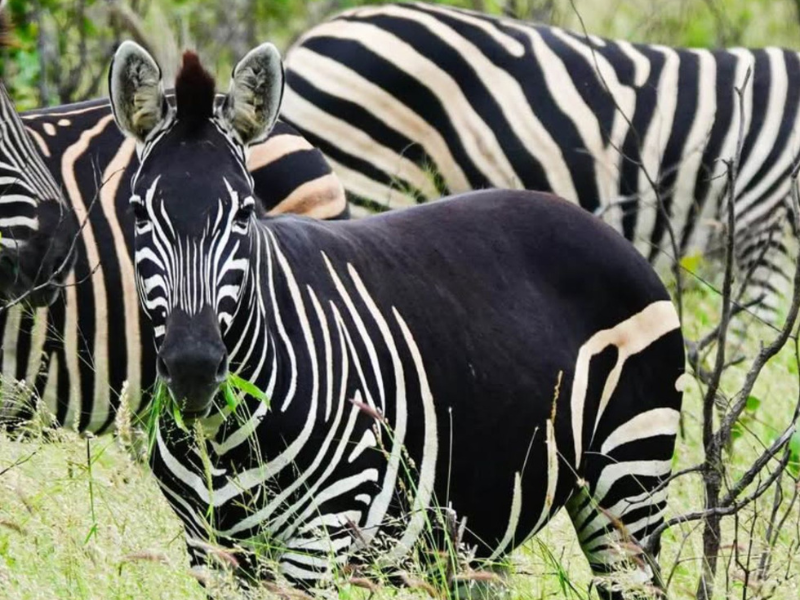 Zeber Wait… is a Zebra actually black with white stripes?
