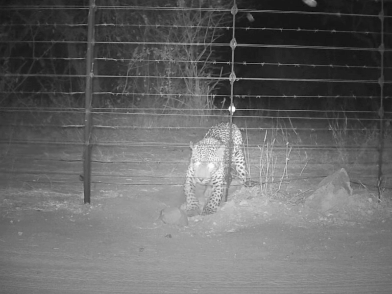 LEOPARD ESCAPING THROUGHT ELECTRIC FENCE