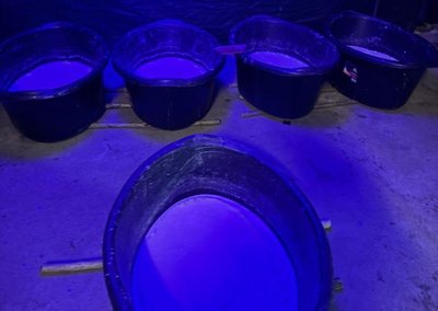Hawks make R600mn drug bust, arrest five suspects in Limpopo