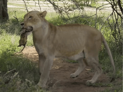 Rare sighting of lion birth caught on camera
