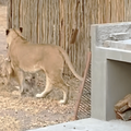 LION CATCHES BUCK IN BACKYARD