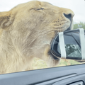 LION CHEWING WOMANS SIDE MIRROR