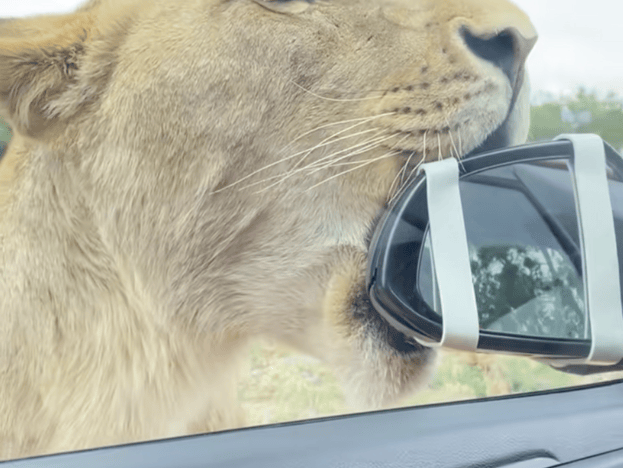 LION CHEWING WOMANS SIDE MIRROR