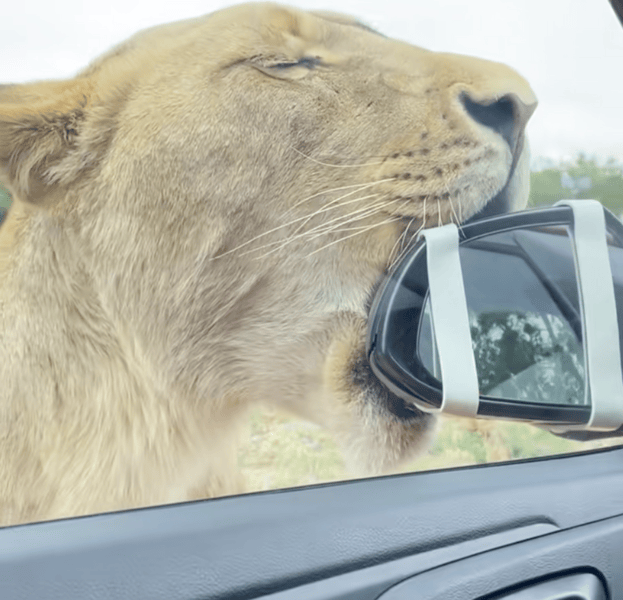 LION CHEWING WOMANS SIDE MIRROR