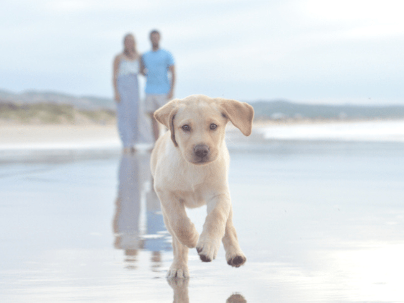 Labrador puppy running on a beach-min.png