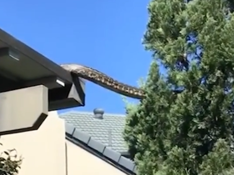 Large snake is crawling off the roof of a house