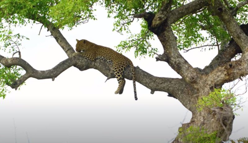 Leopard in a tree