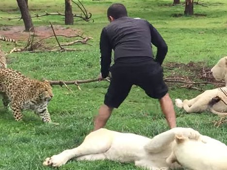 Leopard Attack